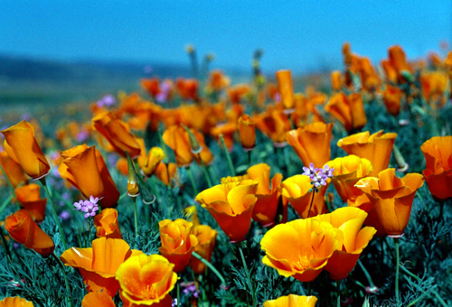 golden poppy,california sunlight,cup of gold,golden cup